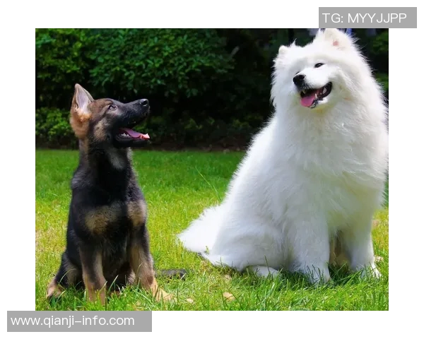 萨摩耶足球明星究竟是谁他在球场上的表现如何引发关注